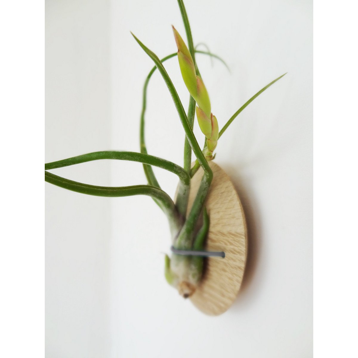 Tillandsia Caput-Medusa