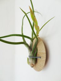 Tillandsia Caput-Medusa
