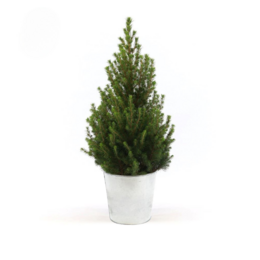 Picea Gl. 'December' + Pot Zink - Ø21cm - ↕70cm