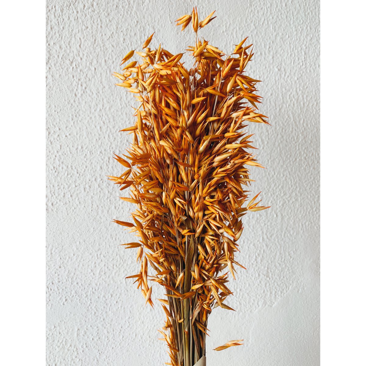Avena-Orangen-Trockenblumen