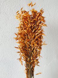 Avena-Orangen-Trockenblumen
