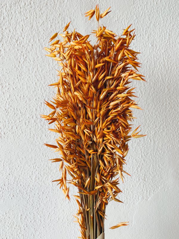 Avena-Orangen-Trockenblumen