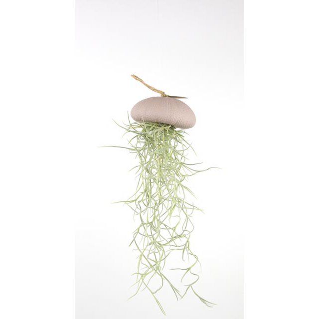 Anhänger-Sea-Regent mit Tillandsia-Roge-Large
