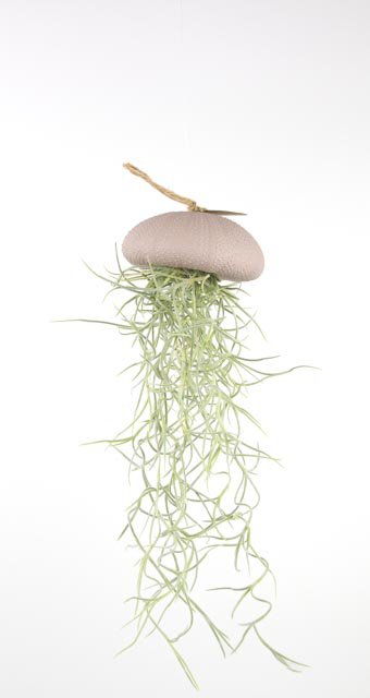 Reg colgante-mar con Tillandsia-Large-Large
