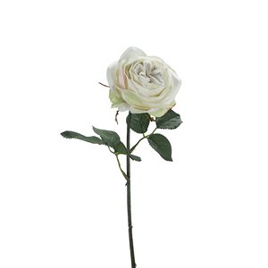 Rosensamt, 1 Blüte, L38cm, Creme