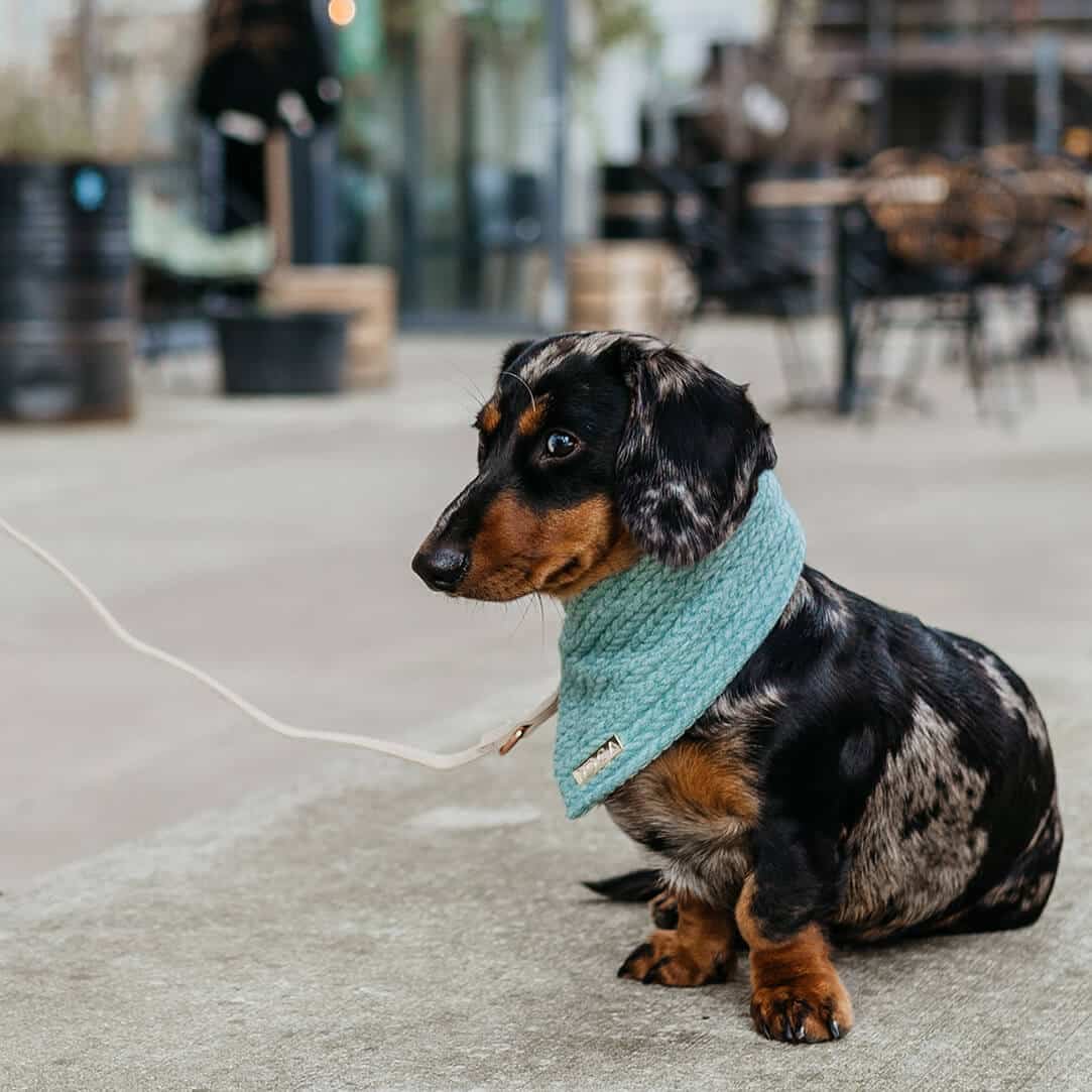 Dog bandana Cably Mint
