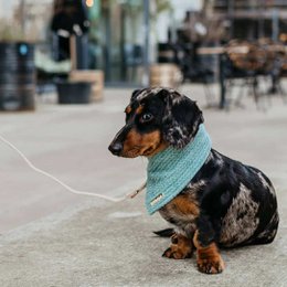 Hundehalstuch Cablely Mint