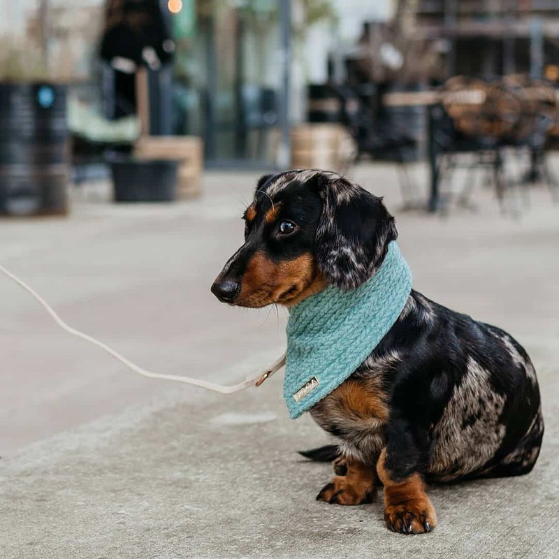 Hundehalstuch Cablely Mint