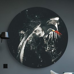 Large round wall art featuring a striking black and white image of an Inca Tern bird in flight against a dark background. The artwork has a modern, minimalist style and would make a bold statement in any room.