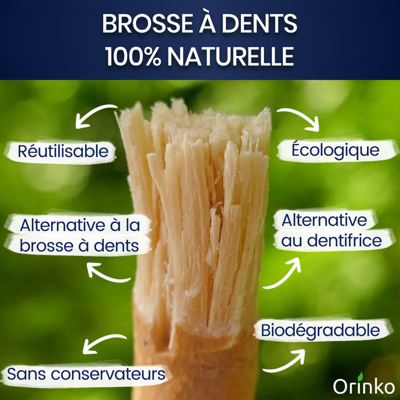 Bulk Siwak -Sticks - 100% natürliche Zahnbürste - Reinigungsmittel, Desinfektionsmittel und Whitening - ökologisch, biologisch abbaubar und vegan
