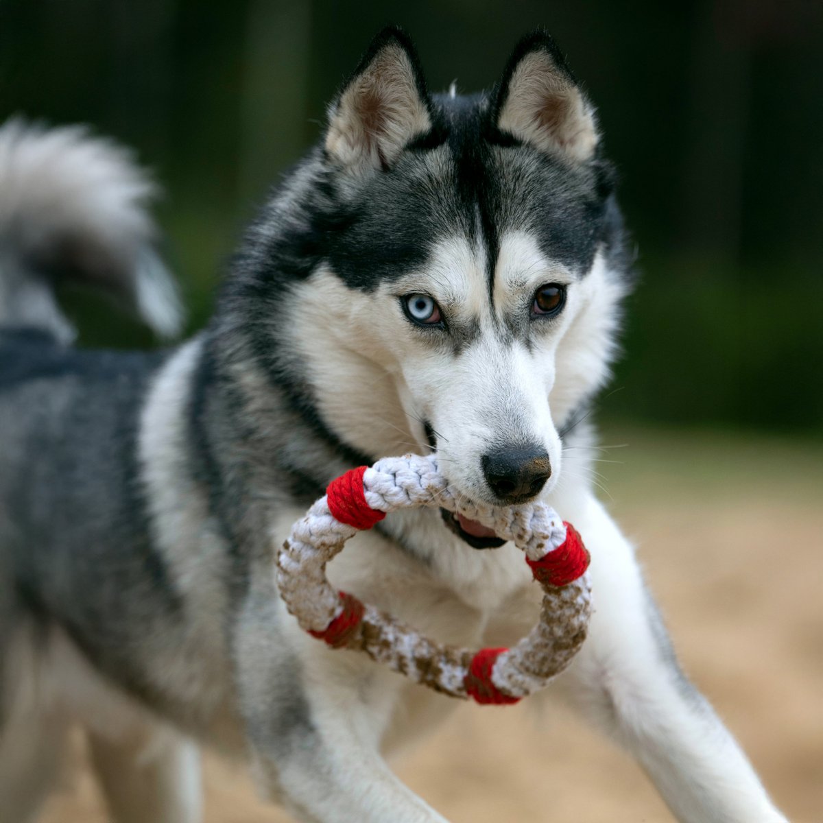 Salvagente Rita - giocattolo cult per cani