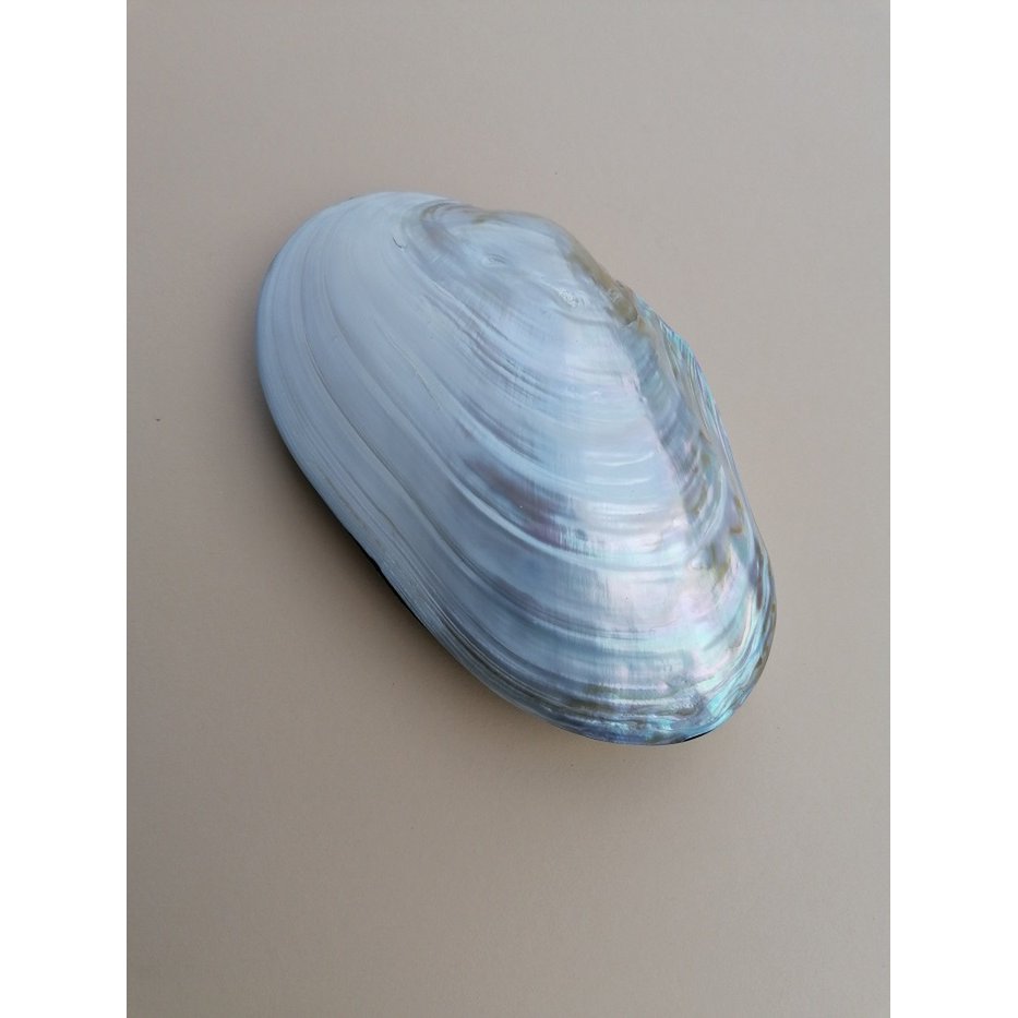 Muschelbox Schmuckschatulle Bijoux Box XXL