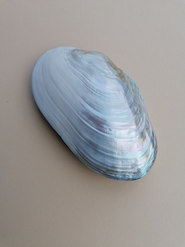 shell box smykkeskrin bijoux box