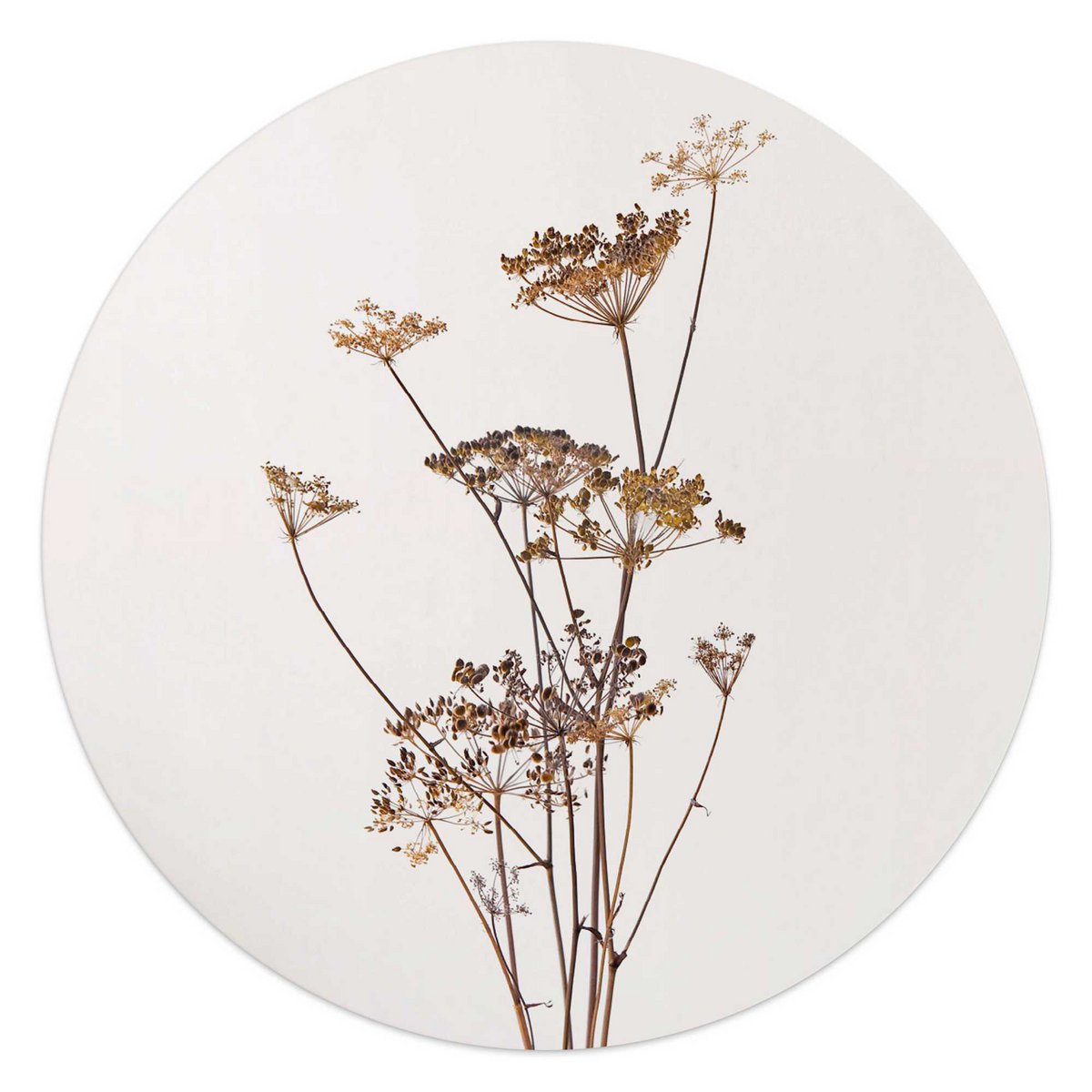 Plexiglass painting Acrylic Art Hogweed Ø 50