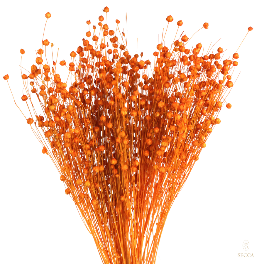 35 stems Dried Linen Orange