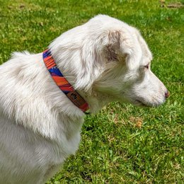 Panache dog collar