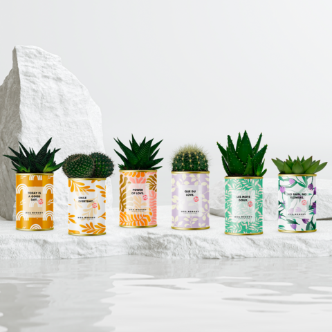 CACTUS PM MINIMAL - 18 ASSORTED UNITS (HALF PACK 1/2)