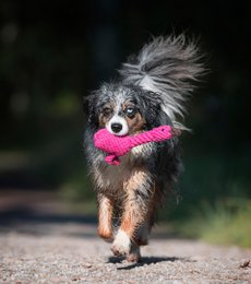 Franzi Flamingo - kultlegetøj til hunde