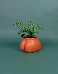 CACHE POT - PETIT FESSIER