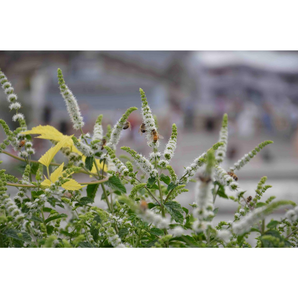 Miel de flores de los tejados de París
