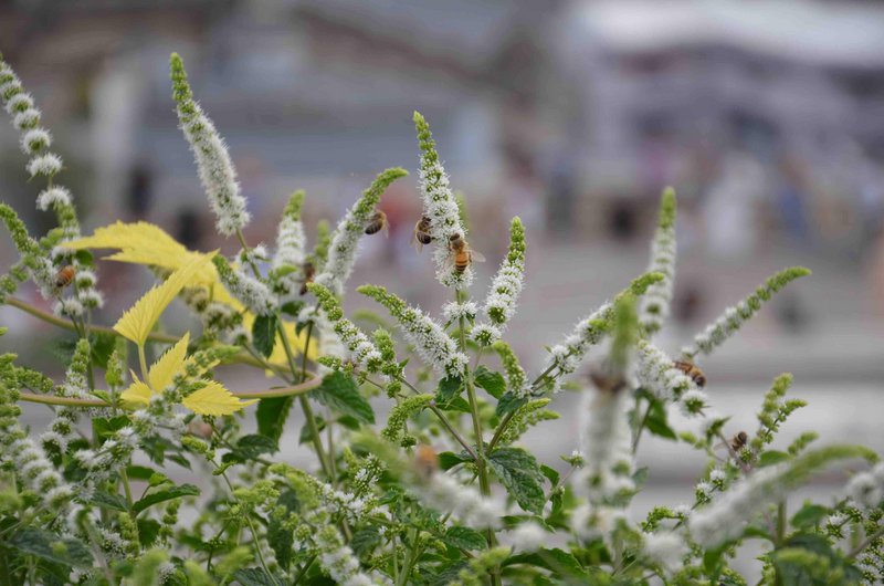Flower honey from the rooftops of Paris
