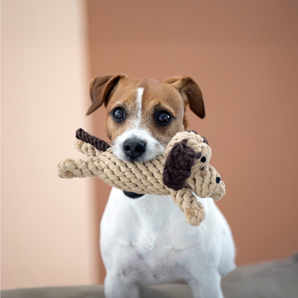 Doggy Dog Jr. - giocattolo cult per cani
