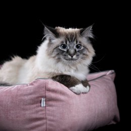 GLAM CLASSIC HUNDEBETT