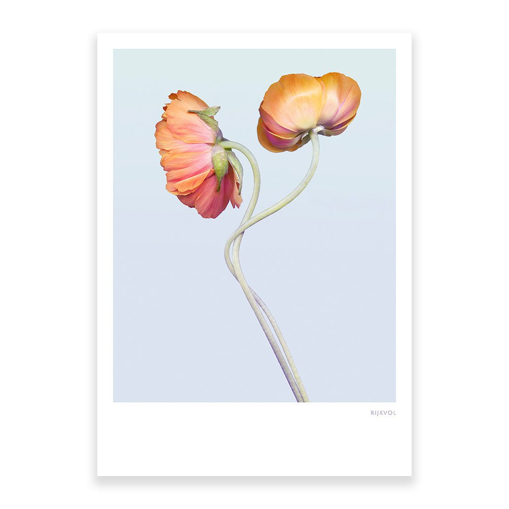 Ranunkel 02, Postkarte