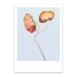 Vibrant pink and orange ranunculus flower on a white background. Delicate petals and stem.
