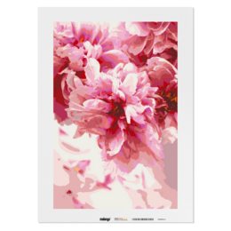 Dipingi con i numeri - Peonie