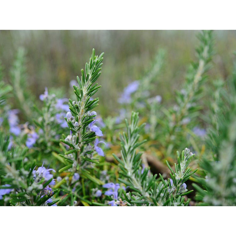 Greek Rosemary 25g