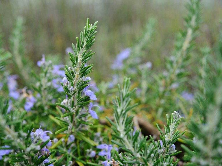 Greek Rosemary 25g