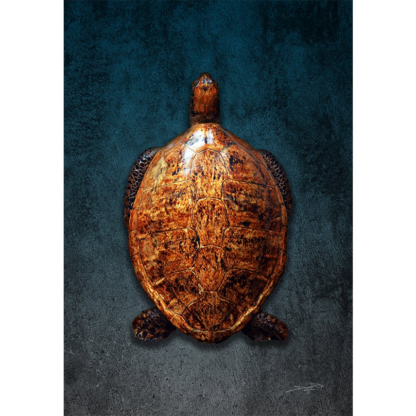 Canvas Wall Art - Teteruga (tartaruga)