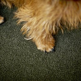 TEDDY I KLASSISK HUNDEBETT