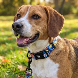 Lagon dog necklace