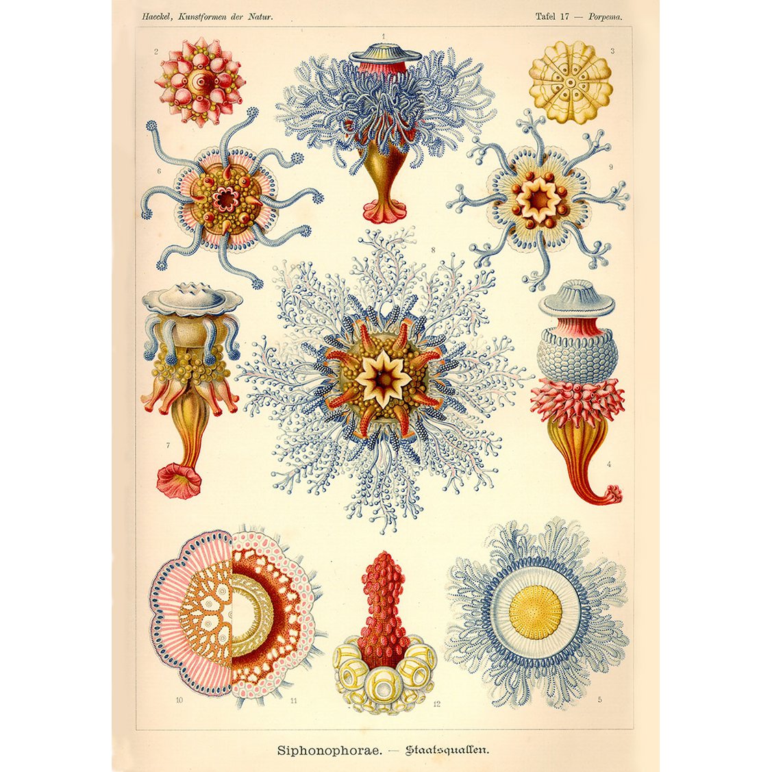 Poster Ernst Haeckel - Sifonoforo