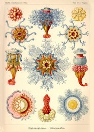 Poster Ernst Haeckel - Sifonoforo