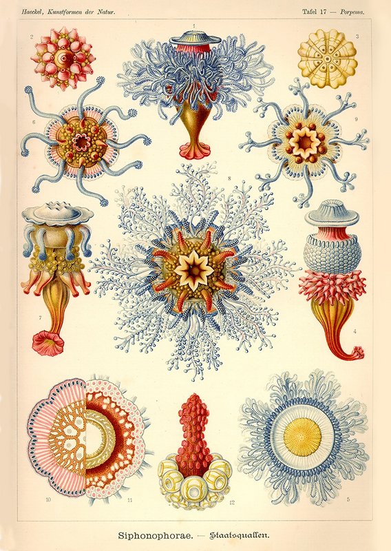Poster Ernst Haeckel - Sifonoforo