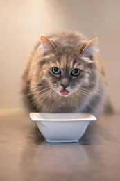 DIBAQ SENSE Cat Bites in Sauce Chicken with Salmon 100g