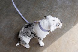 Dog leash with brass finish - Classic - Lilac Purple