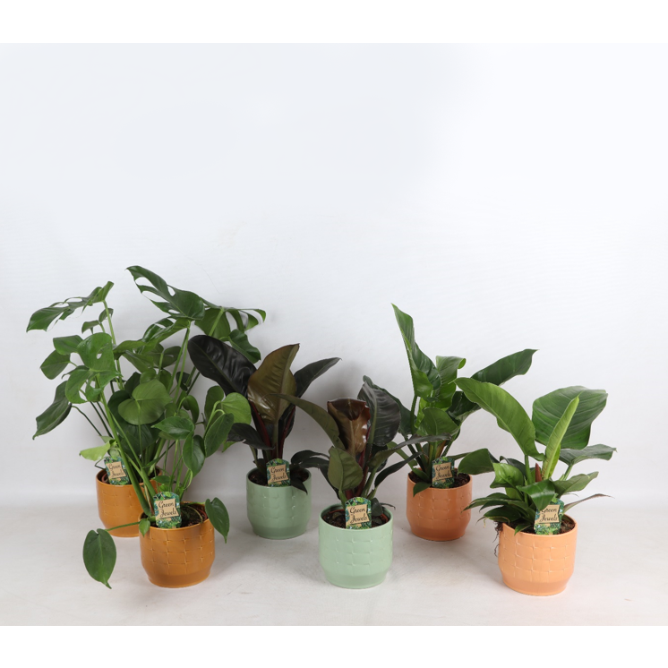 Mieszanka tropikalna Romantyczna w ceramice Sanne s.17