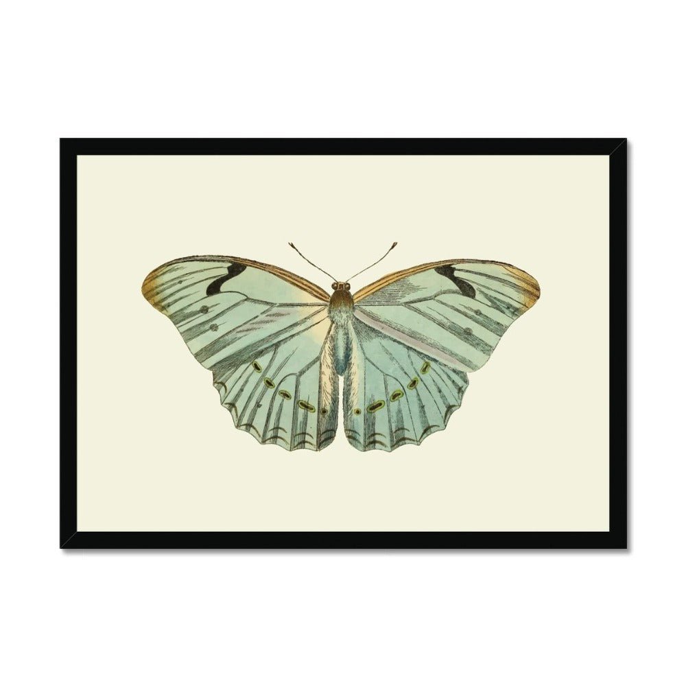 Mariposa