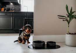 Pet Bowl Dækkeserviet DOGA Sort