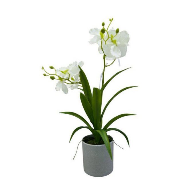 Orchidee im Topf 1pc weiß