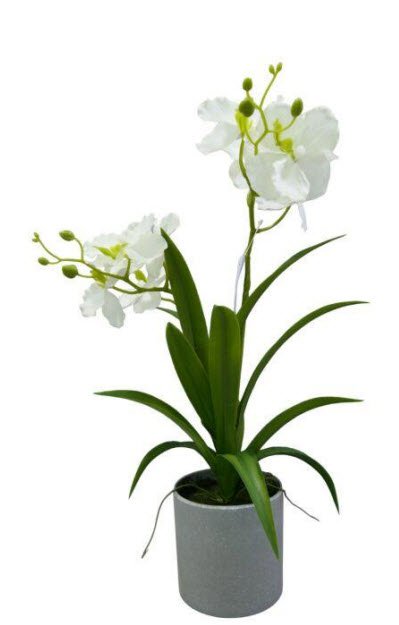 Orchidee im Topf 1pc weiß