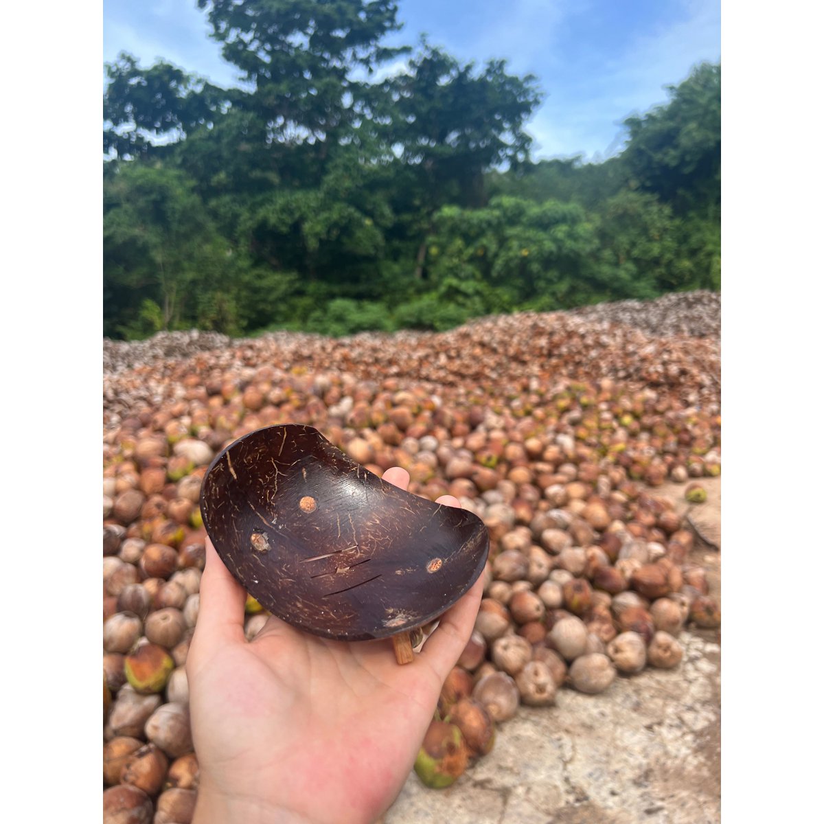 Plato de jabón de coco