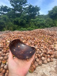 Piatto di sapone di cocco