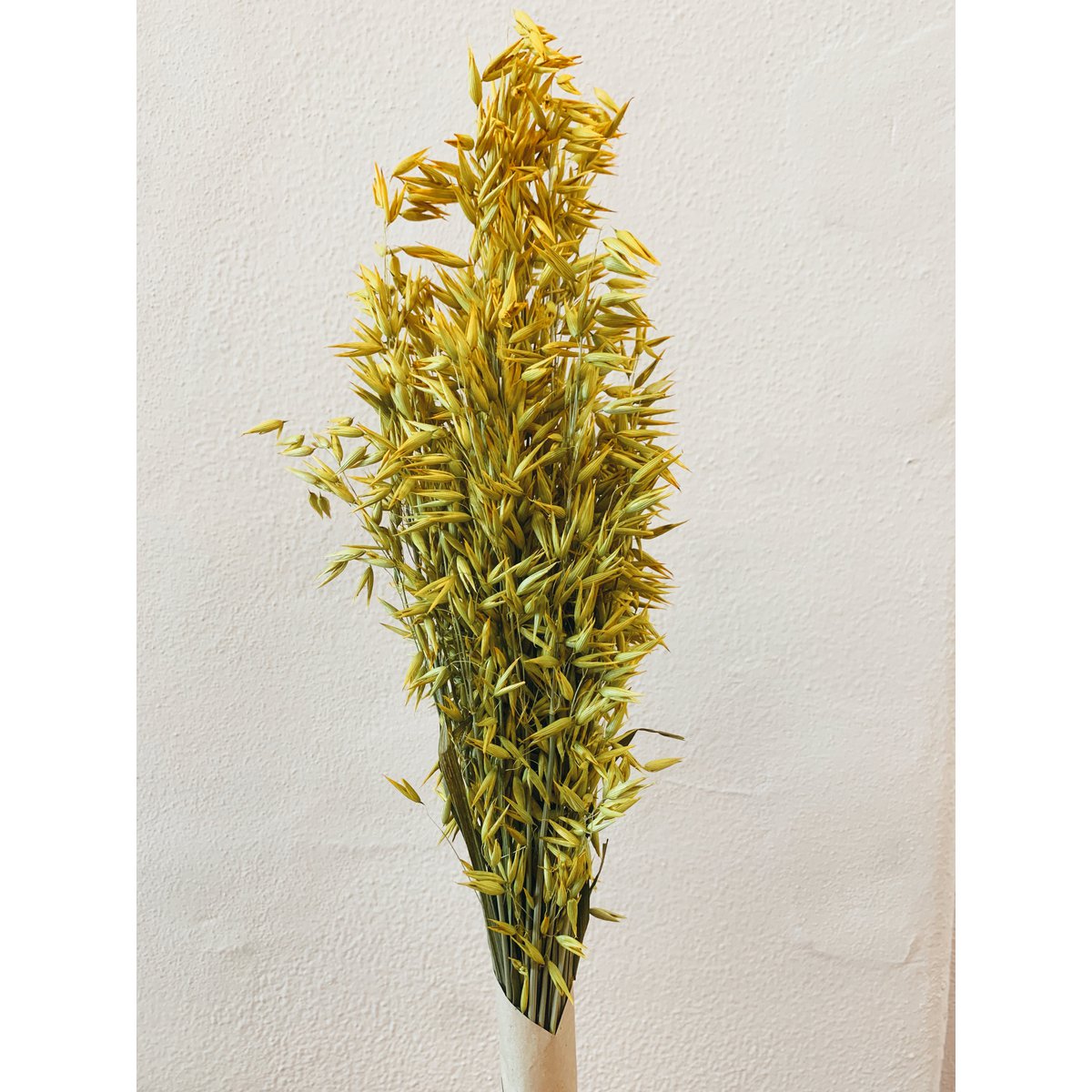 Avena Gelbe Trockenblumen