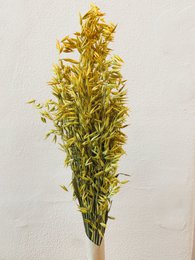 Avena Gelbe Trockenblumen
