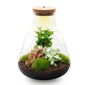 Terrarium DIY Kit- Sam Coffea met licht - Flessentuin - ↑ 30 cm
